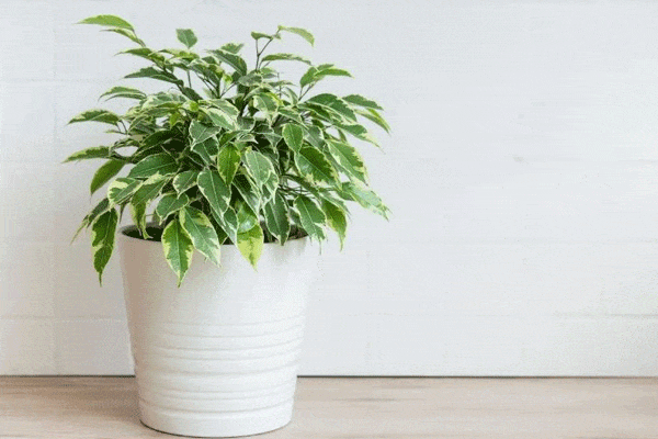 گیاه بنجامین ابلق